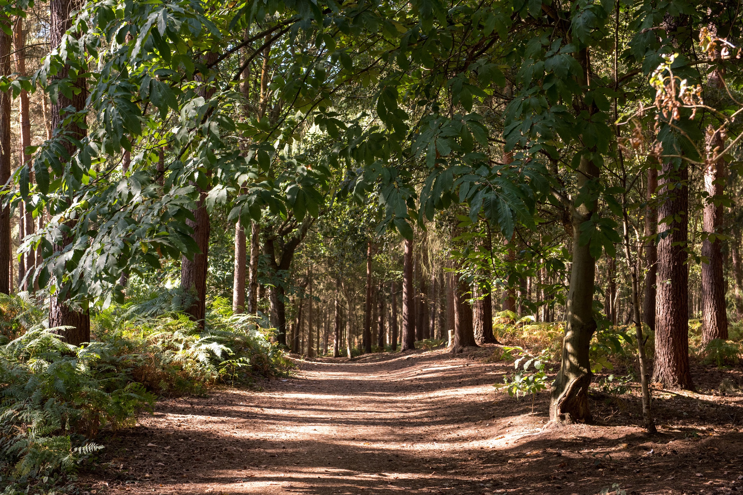 Woodlands Walks